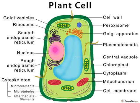 佳里光合作用|The Plant Cell 